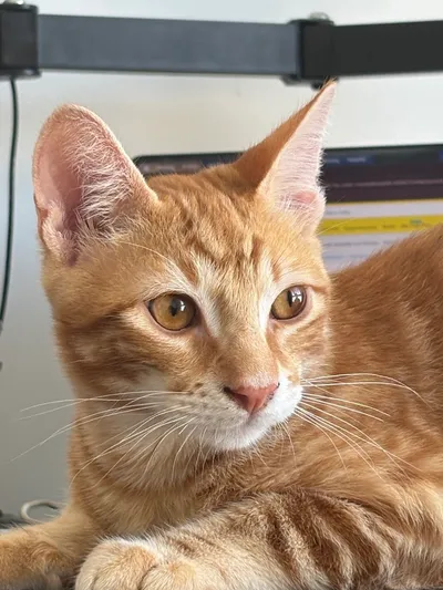 Cheddar, the cat
